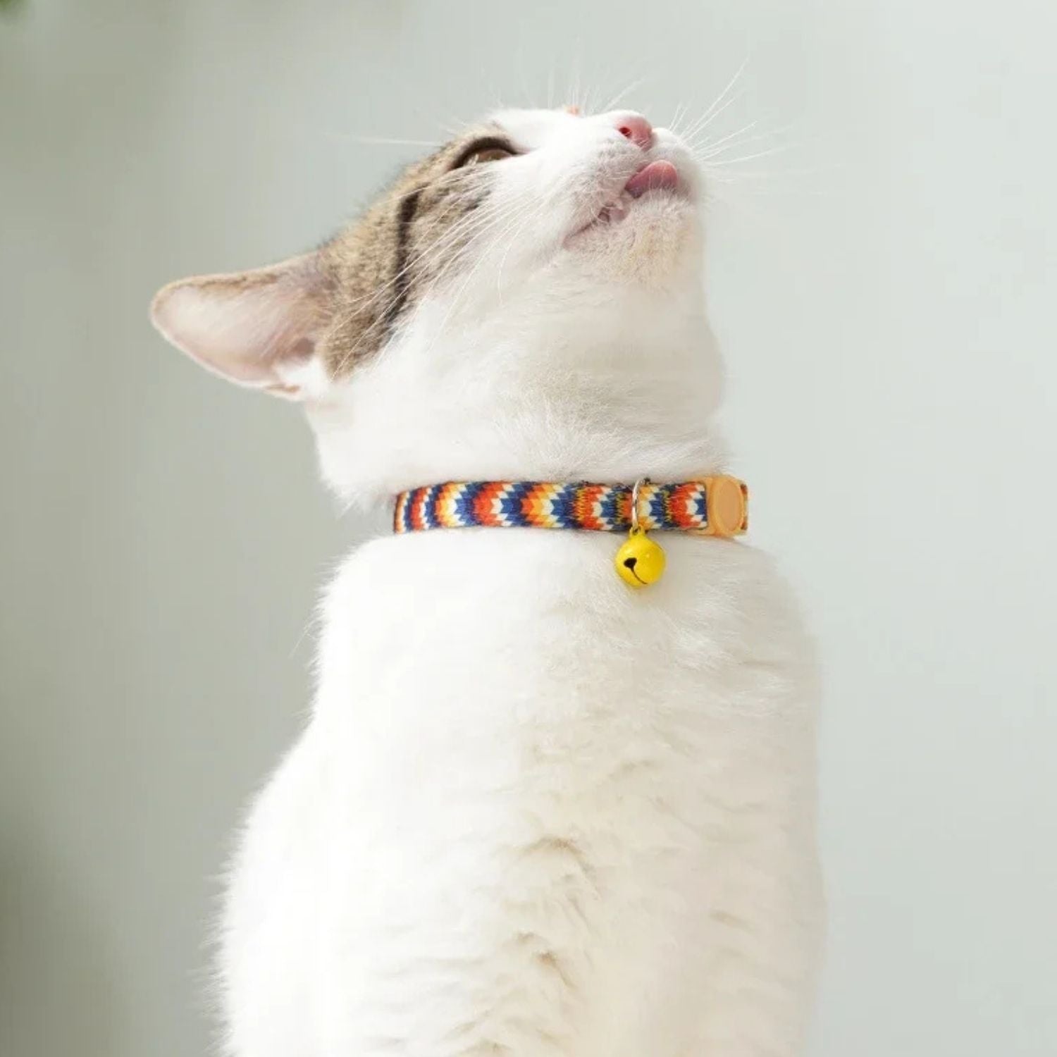 kattenhalsband kit nieuwsgierige kat met vibrante halsband